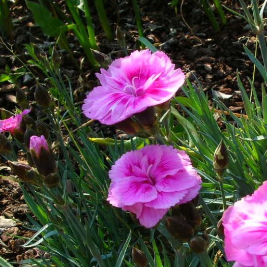 Dianthus caryophyllus